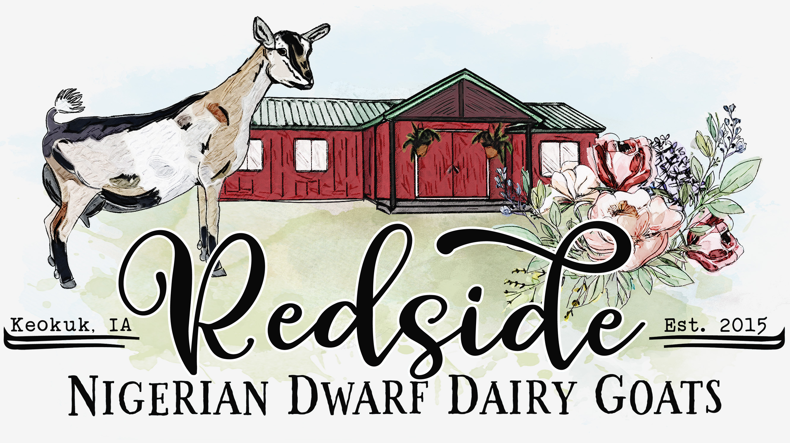 Redside Nigerian Dwarf Dairy Goats. Keokuk, Iowa