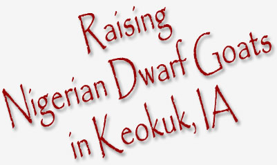 Nigerian Dwarf Goats