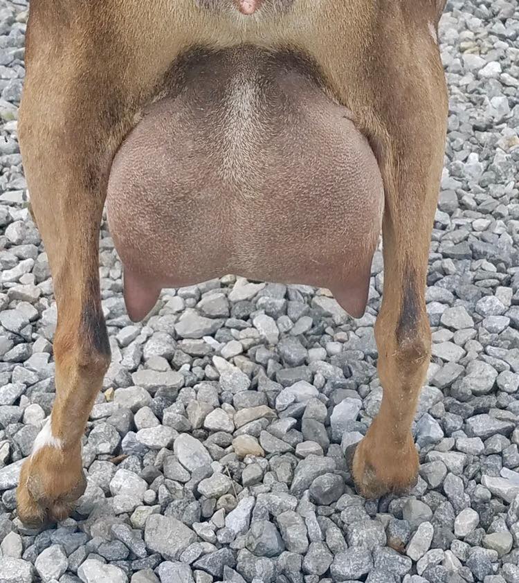 Charity 2019 yearling first fresher