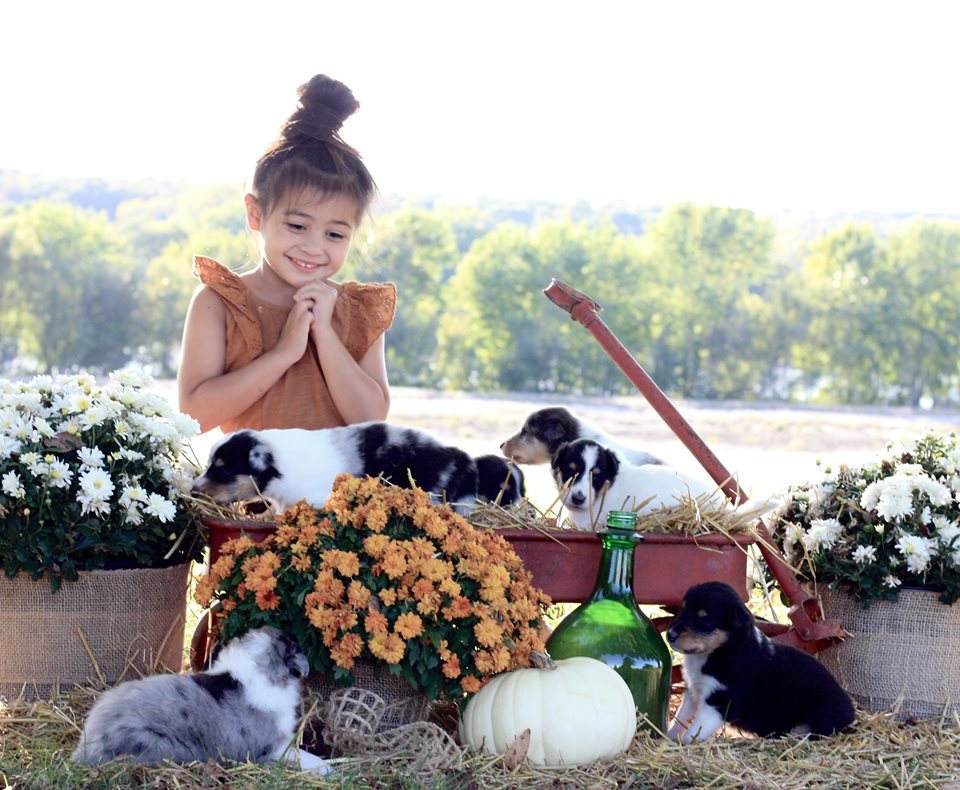 Rough collies available in Argyle, Iowa