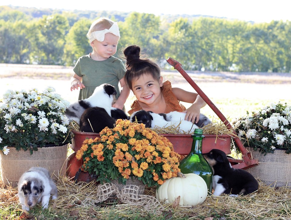 Rough collie puppies available in Argyle, Iowa
