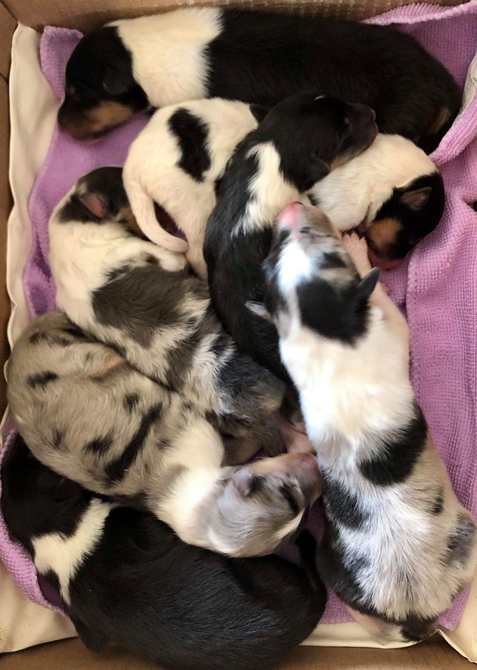 Rough collie puppies available in Argyle, Iowa