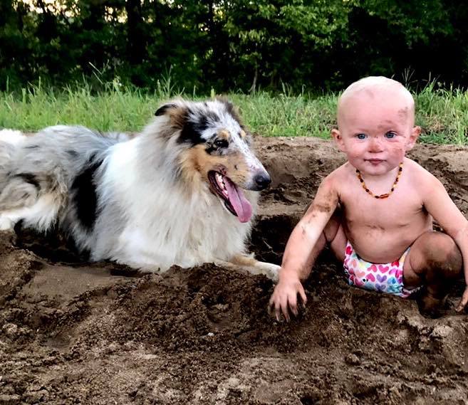 Rough collies available in Iowa