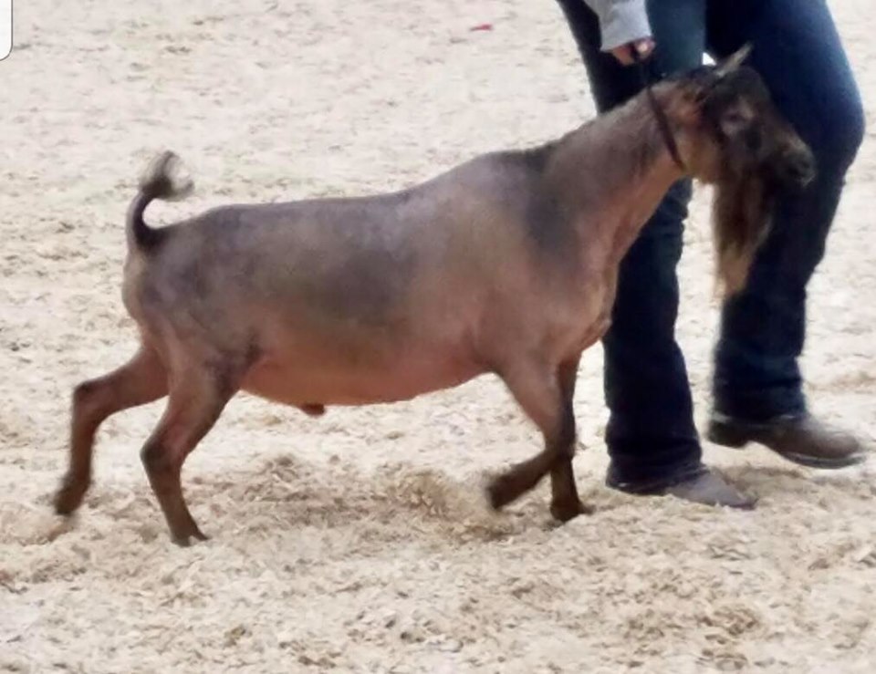 Kyeema Ridge Jailhouse Rock - nigerian dwarf buck