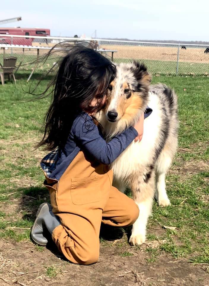 Rough collies available in Iowa